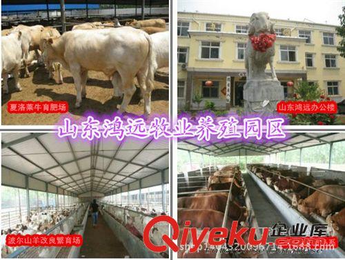 波爾山羊多少錢一只 波爾山羊哪里有賣的 純種波爾山羊多少錢一斤原始圖片2