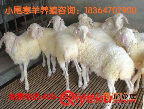 純種小尾寒羊羊羔，小尾寒羊羊羔 放養小尾寒羊孕羊小尾寒羊雜交原始圖片2