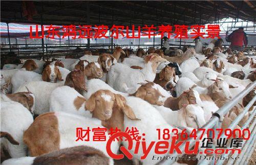 純種小尾寒羊羊羔，小尾寒羊羊羔 放養小尾寒羊孕羊小尾寒羊雜交