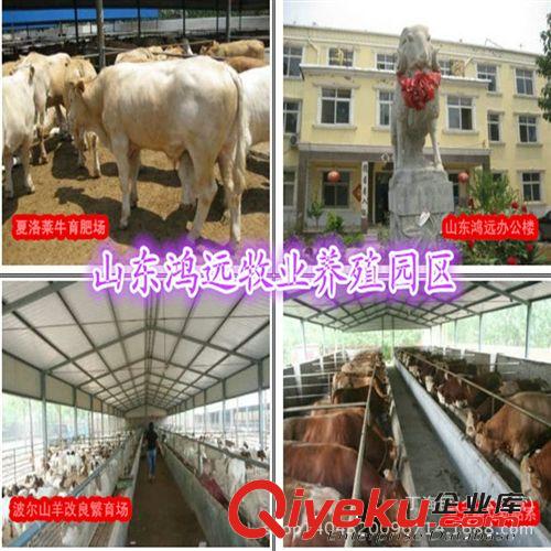 魯西黃牛牛犢價格 山東魯西黃牛養殖場 魯西黃牛牛犢多少錢一頭