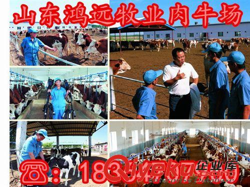 西門塔爾牛多少錢一頭 西門塔爾牛養(yǎng)殖場(chǎng) 種牛一年可以繁殖幾個(gè)原始圖片2