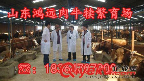 西門塔爾牛牛犢養殖場 牛犢多少錢一頭 2014新品熱銷原始圖片3