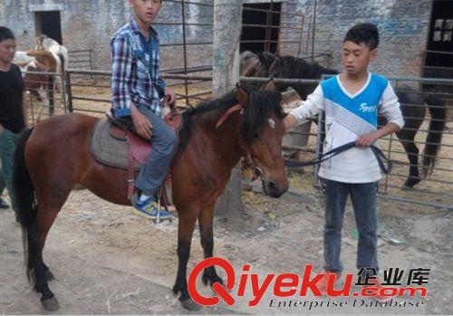 德保矮馬出售價格 中國矮馬有幾個品種 矮馬能長多高