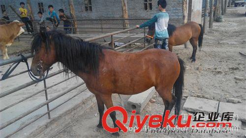 德保矮馬出售價格 中國矮馬有幾個品種 矮馬能長多高