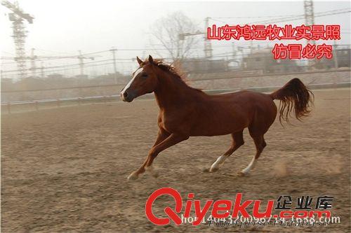阿拉伯馬的價格 阿拉伯馬長什么樣的  阿拉伯馬 多少錢一匹
