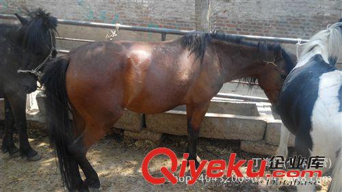 寵物矮馬，廣西德保矮馬是寵物馬嗎 中國矮馬有什么品種