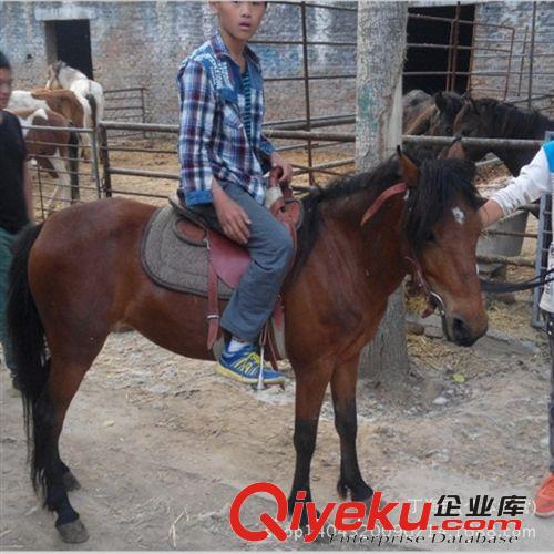 矮馬出售價(jià)格 中國(guó)矮馬多少錢 漢宮矮馬 伊犁馬多少錢一匹