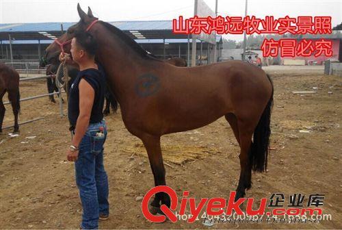 汗血馬多少錢一匹，純種汗血馬，汗血馬養殖，免費運輸，伊犁馬