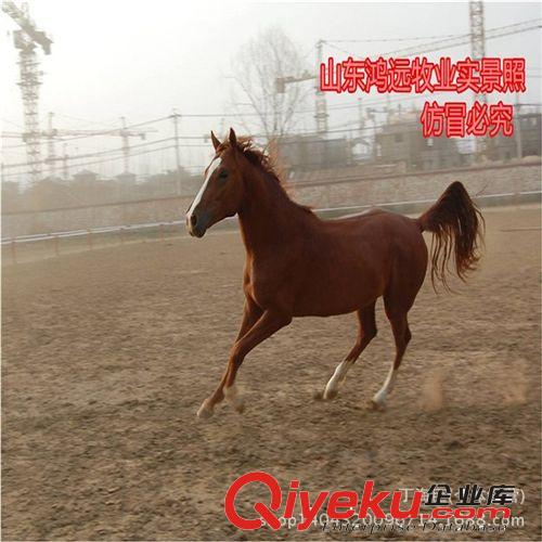 伊犁馬價格 蒙古馬多少錢 免費送貨 半血馬和純血馬哪里的好便宜