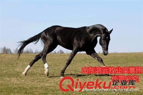 伊犁馬價格 蒙古馬多少錢 免費送貨 半血馬和純血馬哪里的好便宜