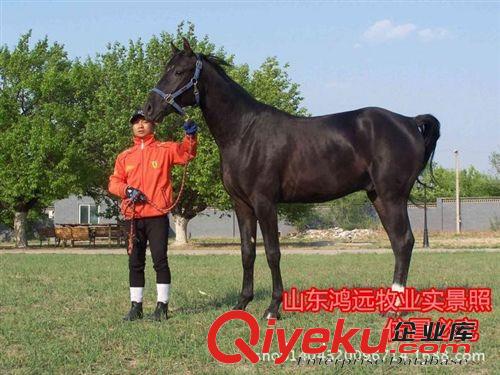 伊犁馬價格 蒙古馬多少錢 免費送貨 半血馬和純血馬哪里的好便宜