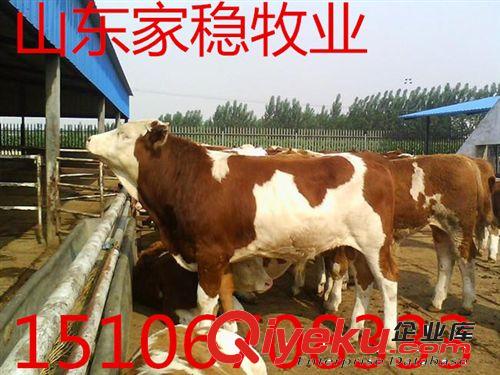 云南{zd0}的養(yǎng)牛場
