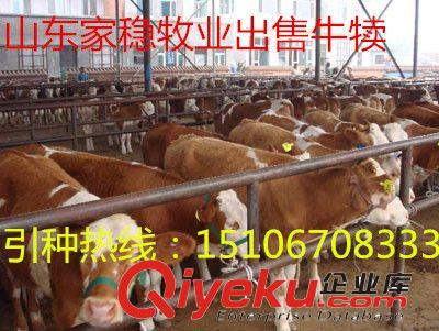 山東{zd0}的養(yǎng)牛場