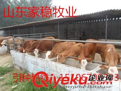 山東{zd0}的養牛場原始圖片2