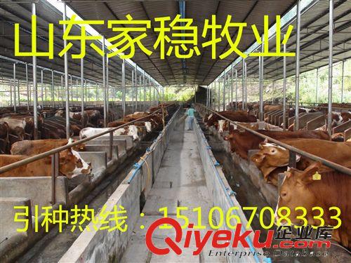 山東{zd0}的養牛場原始圖片3