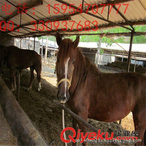 低價處理-蒙古馬馬駒 伊犁馬馬駒 青年馬 農家樂用馬 億旺牧業1
