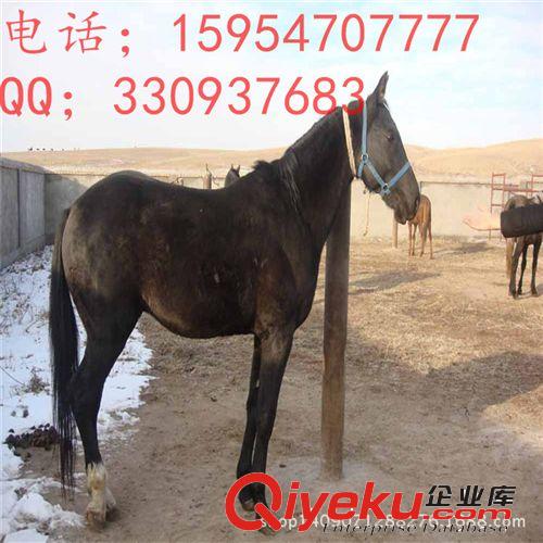 【養一匹馬一年需要多少費用,騎乘馬好養嗎,蒙古馬 伊利馬價格
