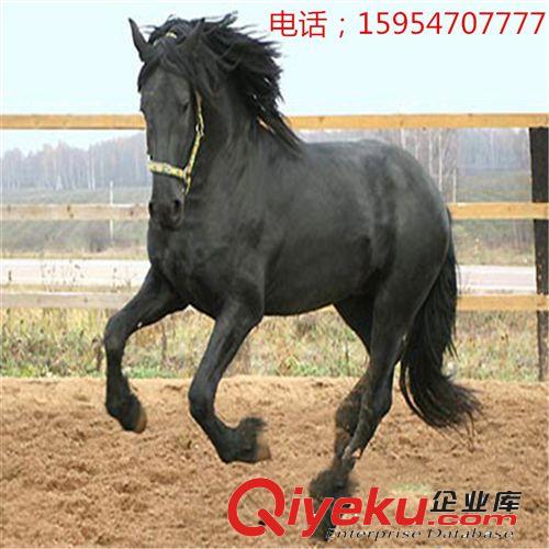 駿馬奔馳，出售各馬種 賽馬 純血馬 伊犁馬 蒙古馬 馬駒等