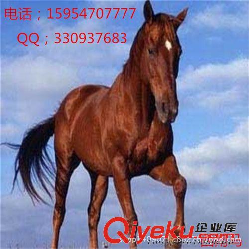 駿馬奔馳，出售各馬種 賽馬 純血馬 伊犁馬 蒙古馬 馬駒等