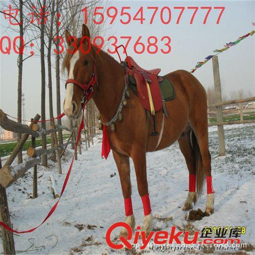 供應{zx1}馬匹價格 荷蘭溫血馬 山東億旺賽馬場/乘騎馬價格/