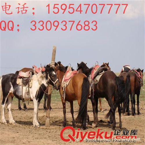 供應{zx1}馬匹價格 荷蘭溫血馬 山東億旺賽馬場/乘騎馬價格/
