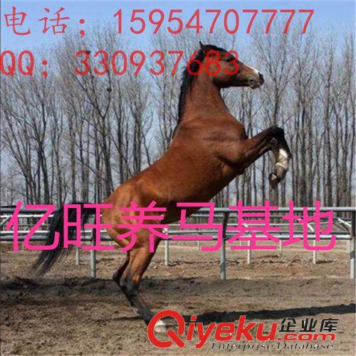山東阿拉伯馬馴馬技術 生長速度最快阿拉伯馬 億旺牧業