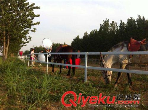 一匹小馬的價格 迷你馬一匹多少錢 寵物馬多少錢匹