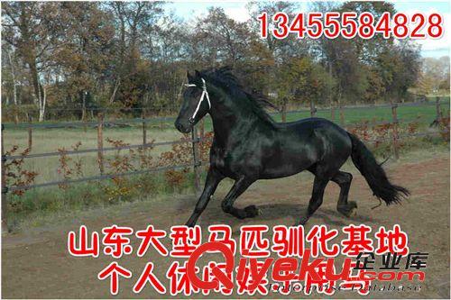 我想買匹伊犁小馬駒,小馬駒的價格,哪里有小馬駒 跑馬 賽馬 馱馬