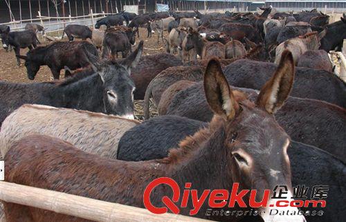 德州毛驢價(jià) 格麗江毛驢價(jià)格 毛驢種的價(jià)格行情
