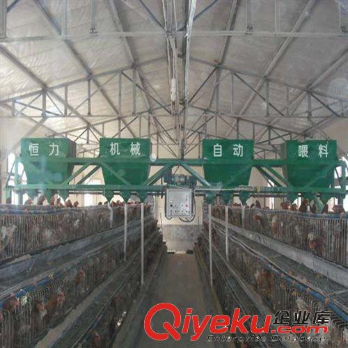 供應(yīng)蛋雞專用喂養(yǎng)設(shè)備-環(huán)保型自動喂料機(jī)
