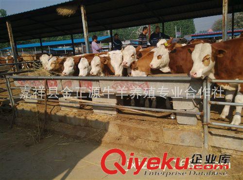 东北肉牛养殖场 育肥小公牛多少钱一头 现在肉牛什么价格