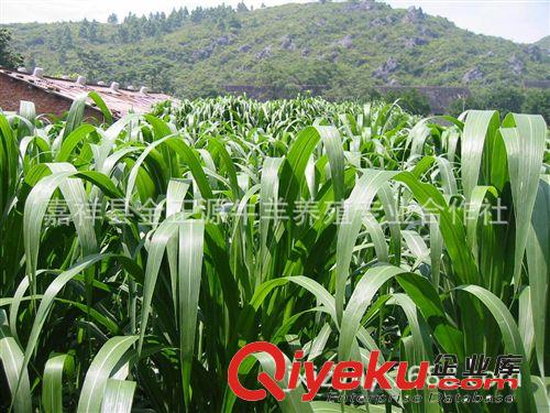 批發(fā)進(jìn)口阿根廷高丹草種子闊葉雜交蘇丹草籽牧草種子