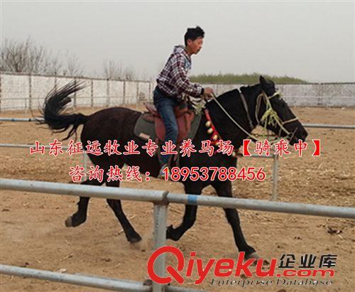 專業德寶矮馬養殖場 供應純種德保矮馬 提供飼養馴服技術