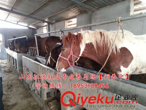 【騎乘馬價(jià)格】性情溫順的騎乘馬_提供騎乘馬馴馬技術(shù)