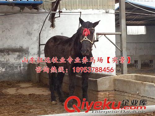 【騎乘馬價(jià)格】性情溫順的騎乘馬_提供騎乘馬馴馬技術(shù)