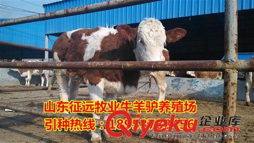 廣西壯族自治區(qū)適合養(yǎng)殖西門塔爾牛嗎-近期肉牛犢價格走勢/