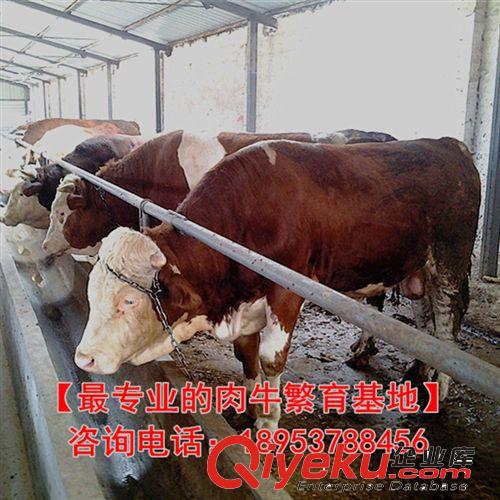 江西适合养殖什么肉牛 江西肉牛养殖场 提供肉牛养殖技术