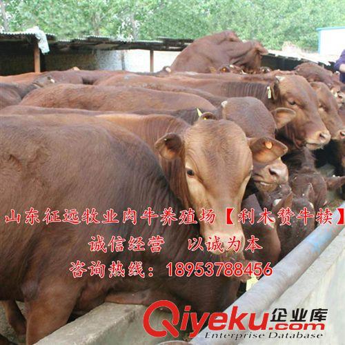 江西适合养殖什么肉牛 江西肉牛养殖场 提供肉牛养殖技术