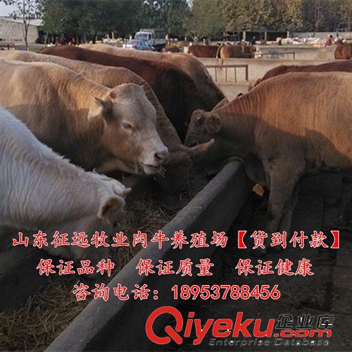 江西适合养殖什么肉牛 江西肉牛养殖场 提供肉牛养殖技术