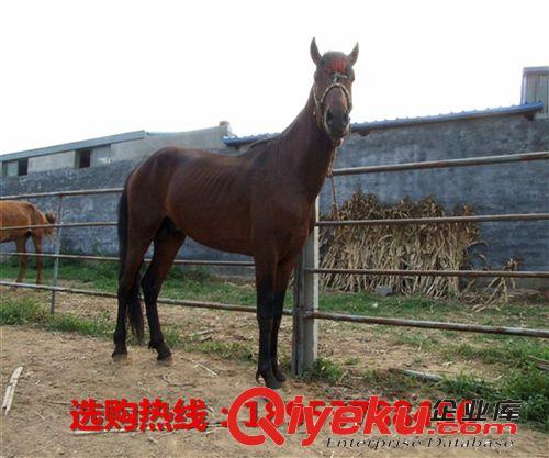 山東大型養馬場 提供專業養馬技術和馴養馬匹經驗