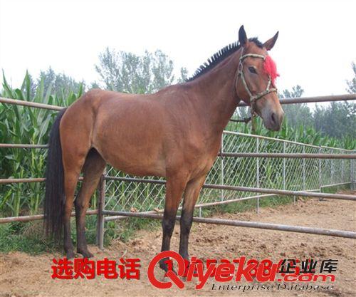 山東大型養馬場 提供專業養馬技術和馴養馬匹經驗