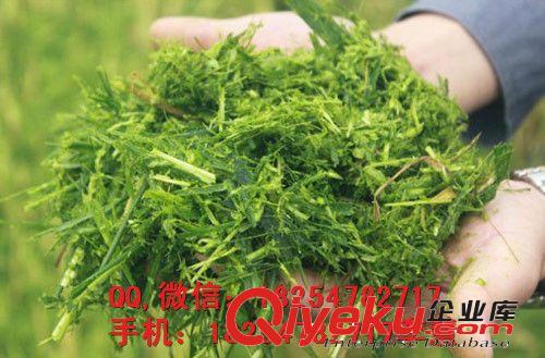 南康市大產量青貯鍘草機 可調節青貯揉絲機 牲畜飼草青貯機廠家