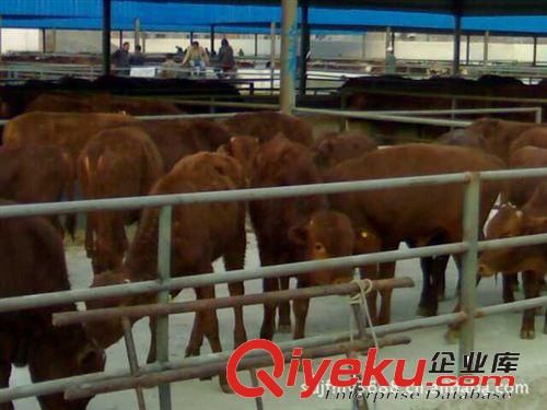 廊坊市周边'鲁西黄牛肉牛犊价格？- 肉牛犊利润？今年肉牛行情