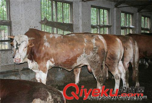 哪里利木贊肉牛 夏洛萊牛犢 魯西黃牛 養殖技術 價格效益分析原始圖片2