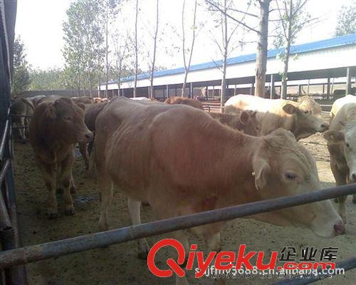 養牛場銷售西門塔爾牛犢，夏洛萊牛犢，利木贊，提供魯西黃牛技術