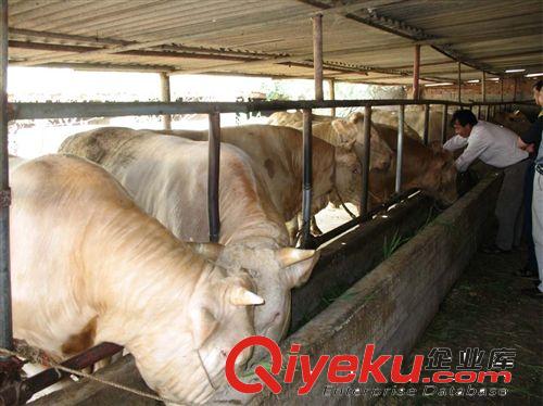 哪里供应纯种夏洛莱牛种牛 育肥肉牛犊 架子牛 繁殖牛 肉牛价格