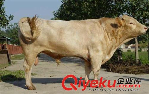 哪里供應純種夏洛萊牛種牛 育肥肉牛犢 架子牛 繁殖牛 肉牛價格