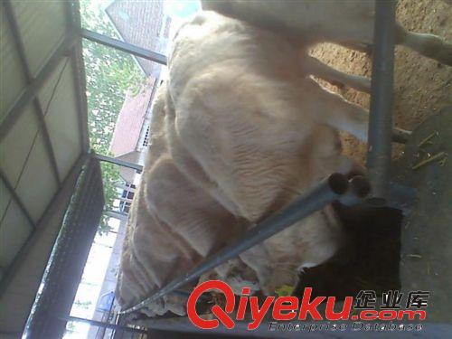 哪里供應純種夏洛萊牛種牛 育肥肉牛犢 架子牛 繁殖牛 肉牛價格