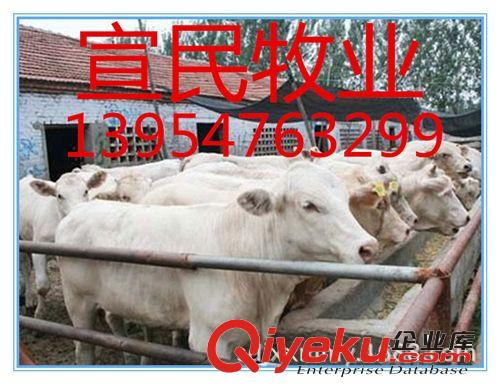 肉牛批发 自养鲁西黄牛牛犊 自销鲁西黄牛 个体养殖鲁西黄牛价格