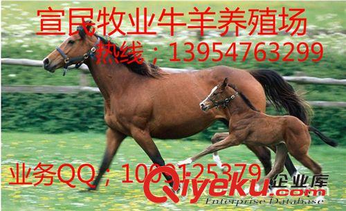 【伊犁馬價格】,-三河馬價格 蒙古馬價格 伊犁馬-養(yǎng)馬場- 馬價格